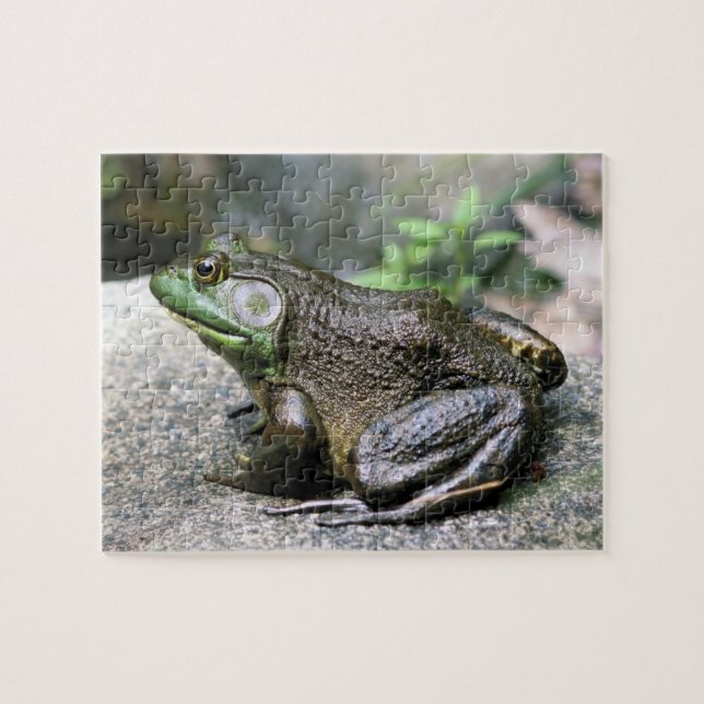 Bullfrog Sitting On Rock Nature  Jigsaw Puzzle (Horizontal)