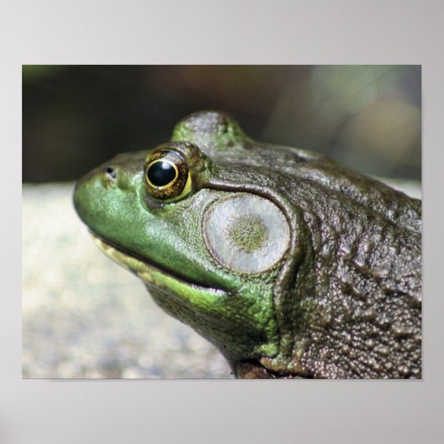 Bullfrog Thoughts Nature Poster (Front)