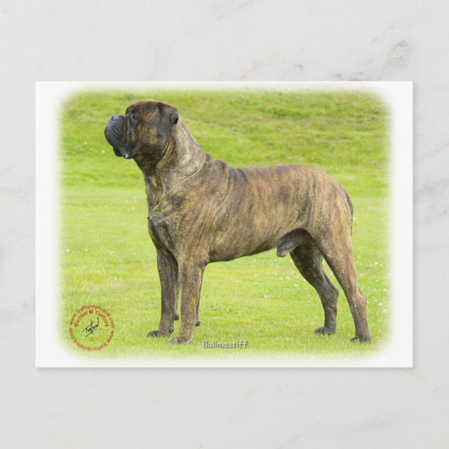 Bullmastiff 9R071D-077 Postcard (Front)
