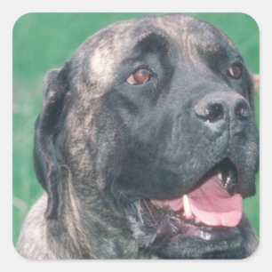 Bullmastiff Brindle Square Sticker