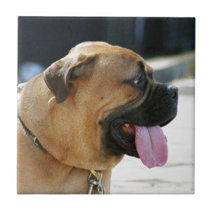 Bullmastiff Dog Ceramic Tile