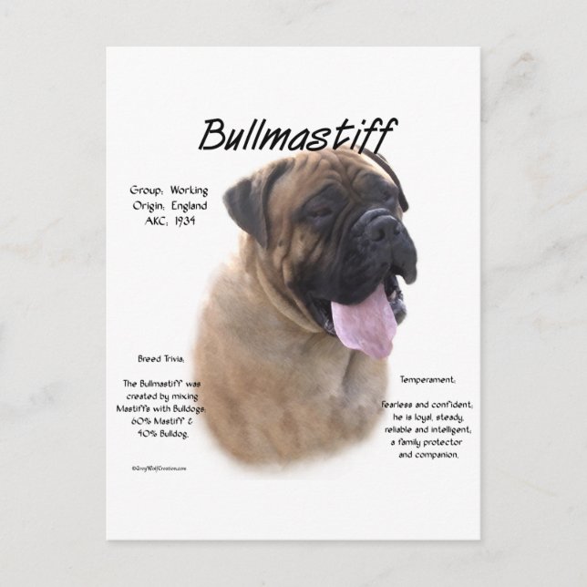 Bullmastiff (fawn) History Design Postcard (Front)