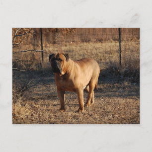 bullmastiff full.png postcard