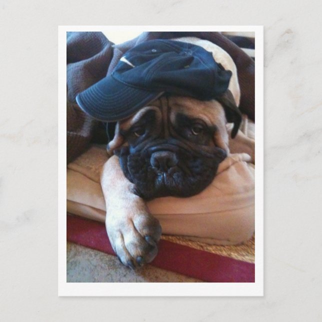 Bullmastiff Pablo postcard 2 (Front)
