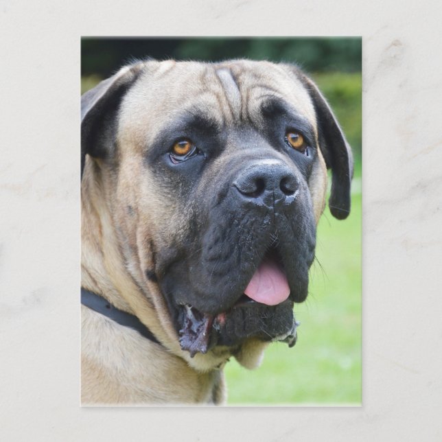 Bullmastiff Postcard (Front)