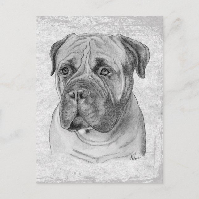 Bullmastiff Postcard (Front)