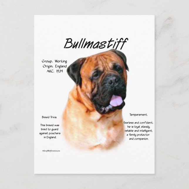 Bullmastiff (red) History Design Postcard (Front)