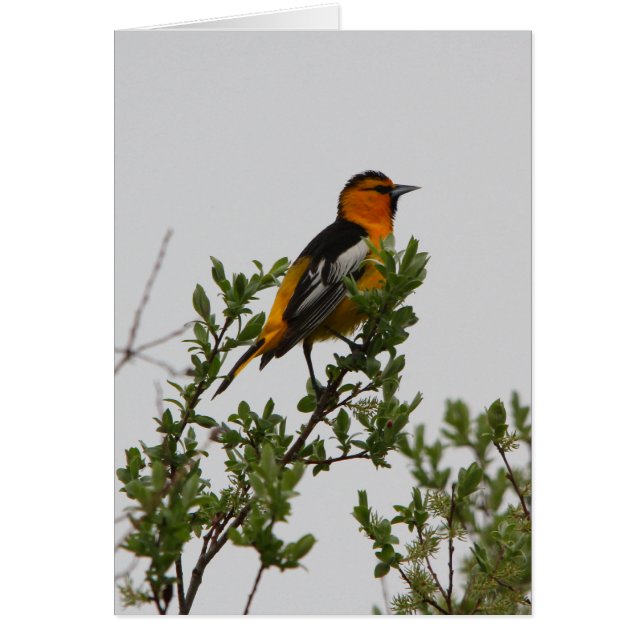 Bullock's Oriole (Front)