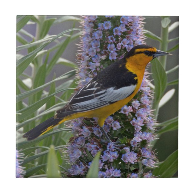 Bullock's Oriole Ceramic Tile (Front)