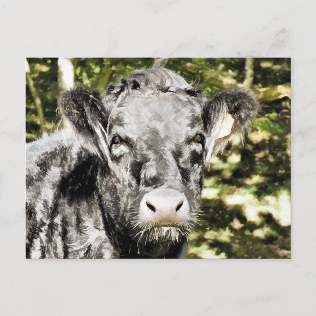 BULLS POSTCARD (Front)