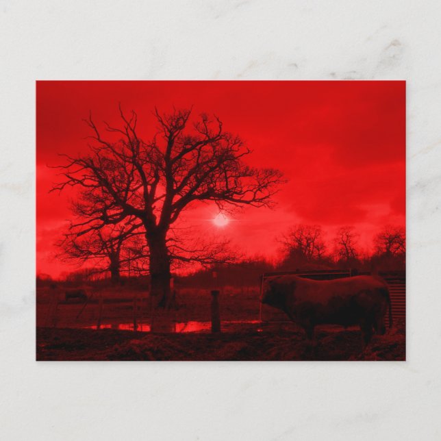 BULLS POSTCARD (Front)