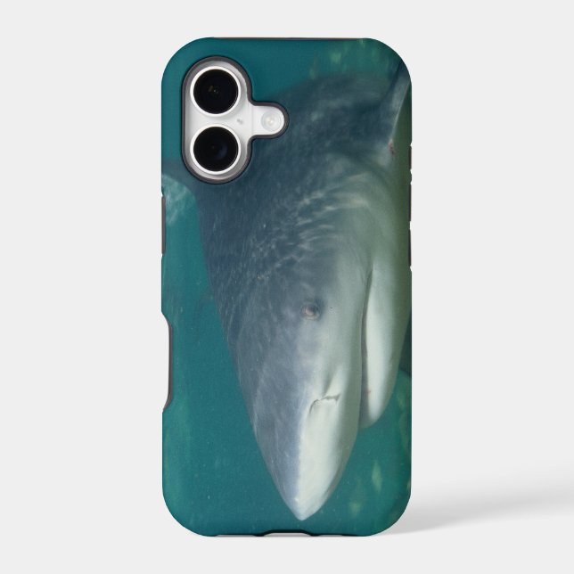 Bullshark (Back)