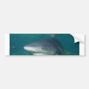 Bullshark Bumper Sticker