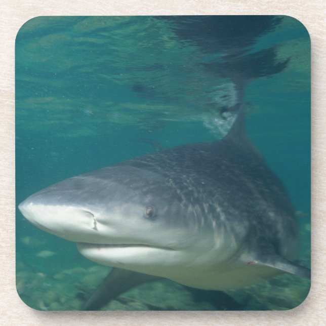Bullshark Coaster (Front)