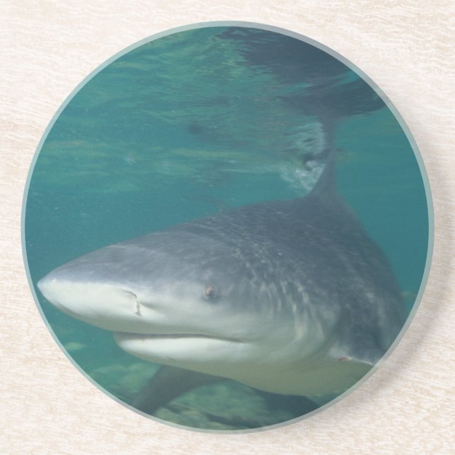 Bullshark Coaster (Front)