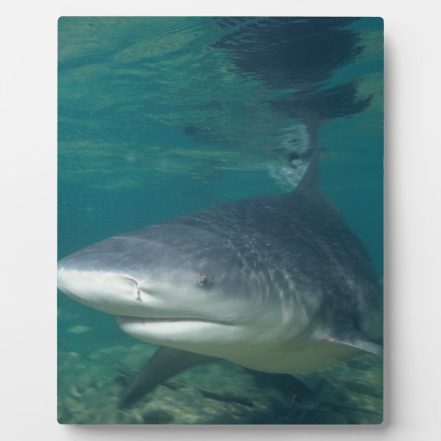 Bullshark Plaque (Front)