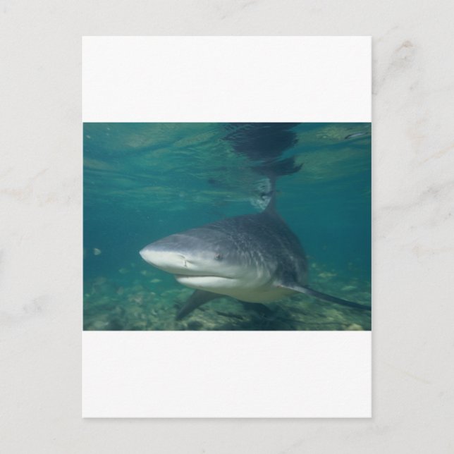 Bullshark Postcard (Front)