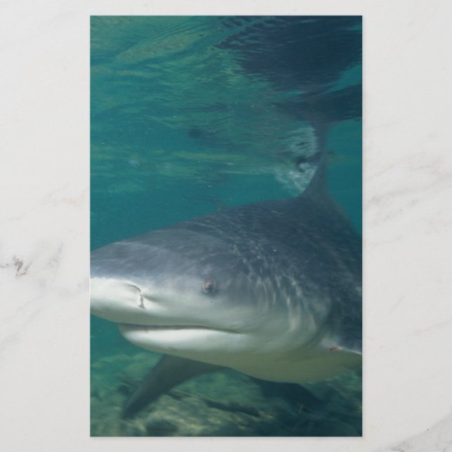 Bullshark Stationery (Front)
