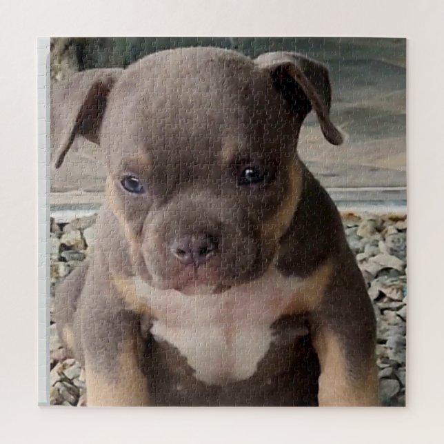 Bully breed puppy  jigsaw puzzle (Vertical)