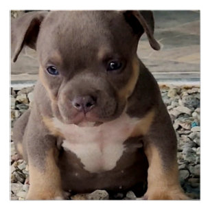Bully breed puppy poster