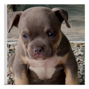 Bully breed puppy poster