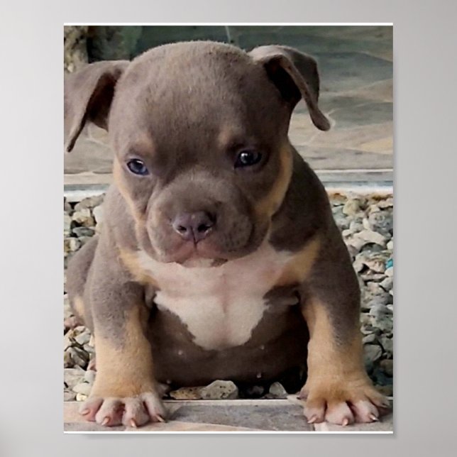 Bully breed puppy poster (Front)