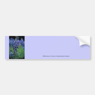 Bumbersticker / Texas Bluebonnet Bumper Sticker