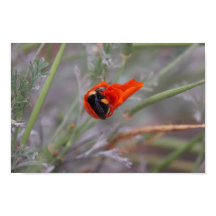 Bumble bee asleep in a California poppy
