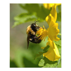 Bumble Bee Closeup Photo Print