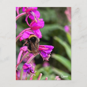 Bumble Bee Fireweed - Postcard