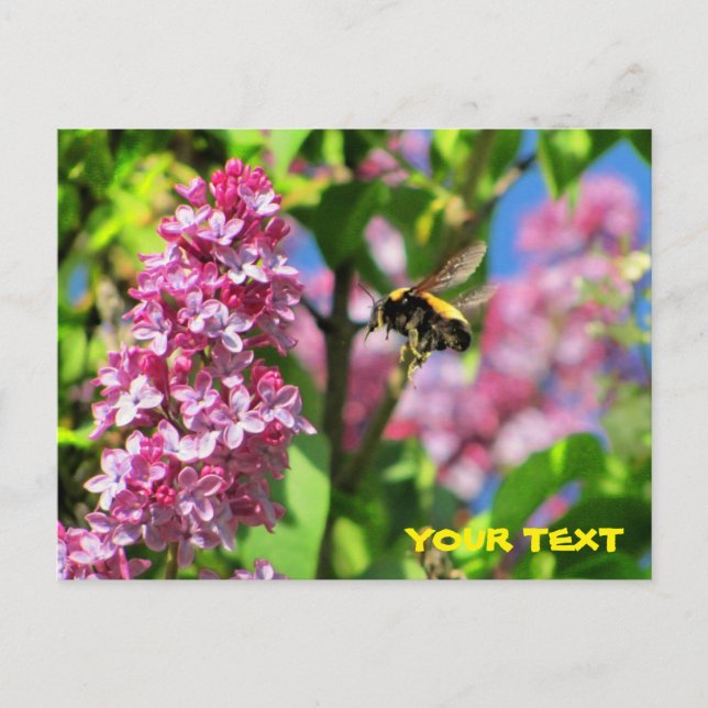 Bumble Bee hovering over Lilacs Postcard (Front)