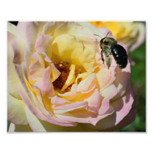 Bumble Bee In Flight 10x8 Nature Photo Print