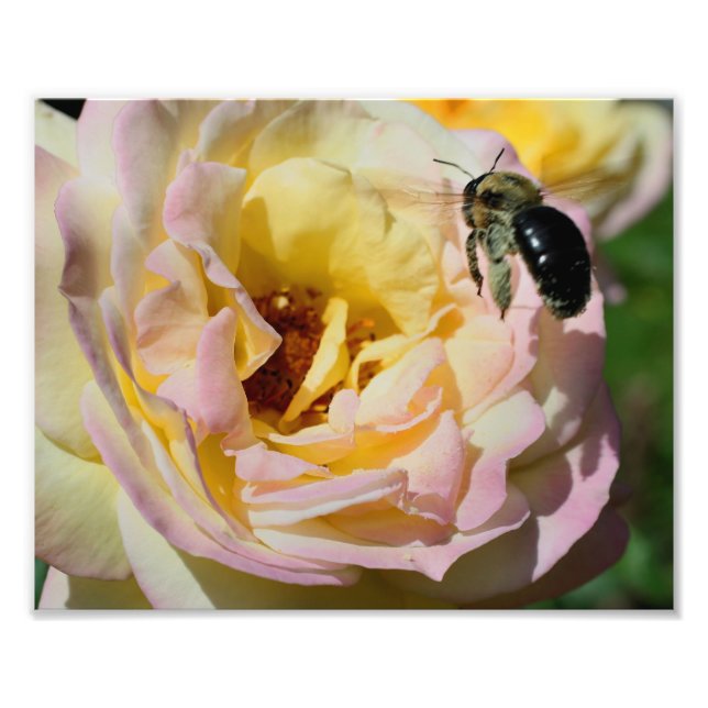 Bumble Bee In Flight 10x8 Nature Photo Print (Front)