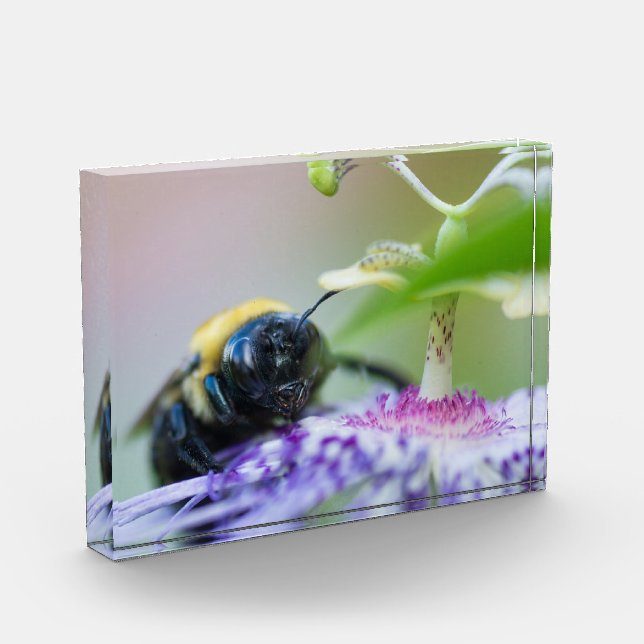 Bumble Bee macro photograph Photo Block (Left)