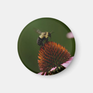 Bumble Bee  Magnet