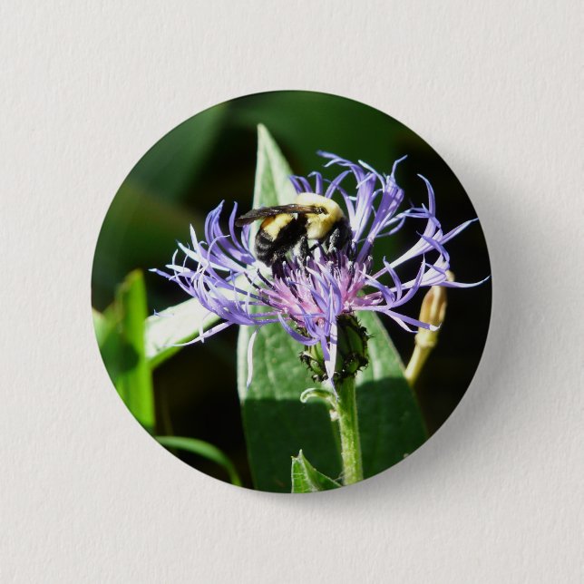 bumble bee,on a bachelor button (Front)