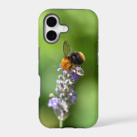 Bumble Bee On A Lavender
