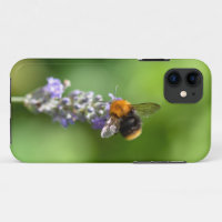 Bumble Bee On A Lavender 