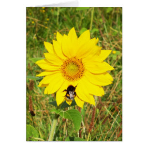 Bumble bee on a sunflower floral card