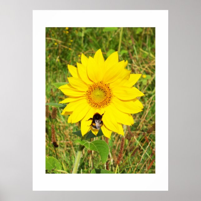 Bumble bee on a sunflower poster (Front)