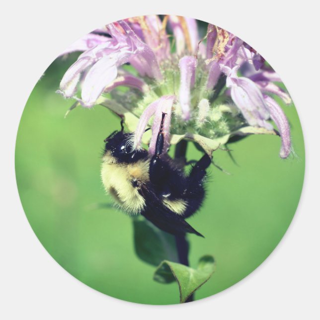 Bumble Bee On Bee Balm Flower  Classic Round Sticker (Front)