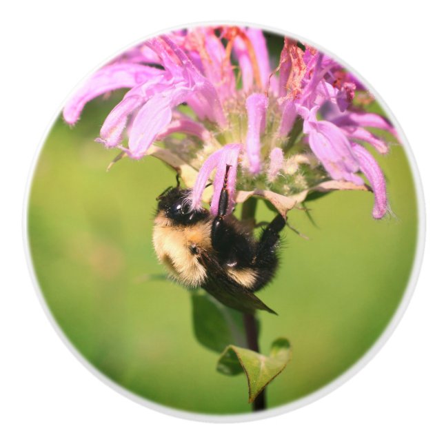 Bumble Bee On Bee Balm Flower Close Up  Ceramic Knob (Front)