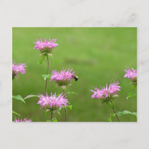 Bumble Bee on Bee Balm Flower Postcard