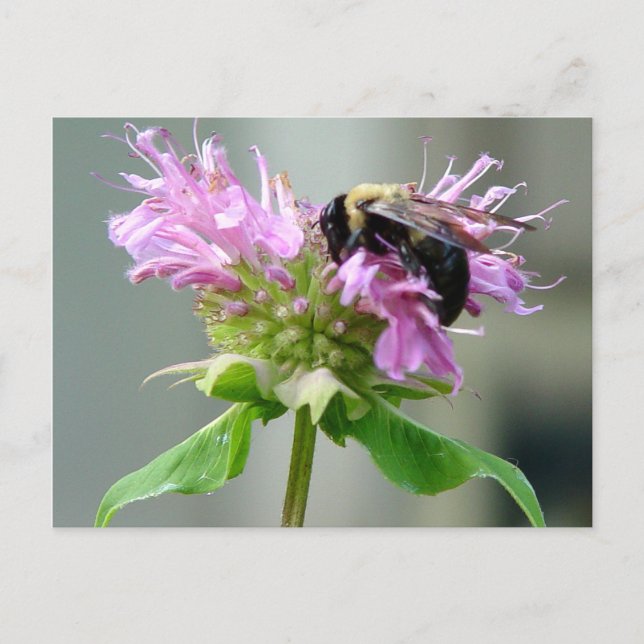 Bumble Bee on Bee Balm Flower Postcard 2 (Front)