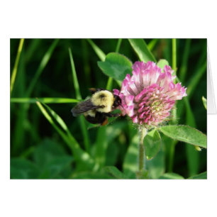 Bumble Bee on Clover All Occasion Blank Greeting
