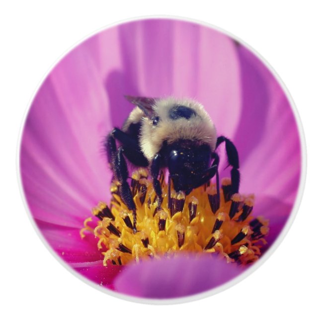 Bumble Bee On Cosmos Flower   Ceramic Knob (Front)