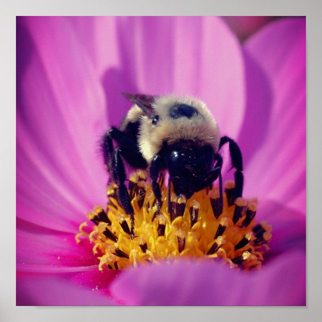 Bumble Bee On Cosmos Flower  Poster (Front)