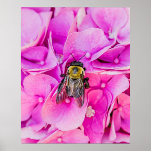 Bumble Bee On Hydrangea Poster