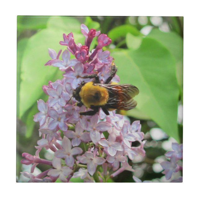 Bumble Bee on Lilac Ceramic Tile (Front)