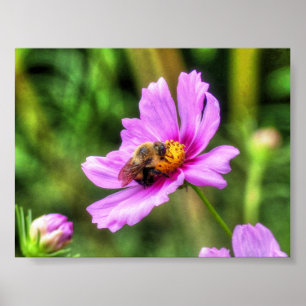 Bumble Bee on Pink Cosmos Poster